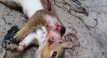 Un ver dans le corps d'un écureuil mort