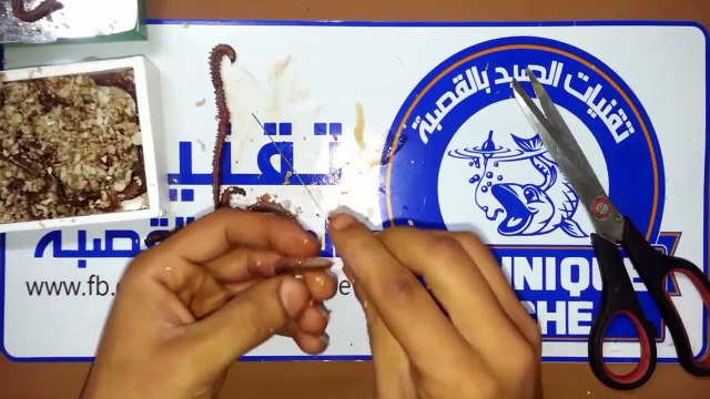 How to hook worms Fishing live bait‬