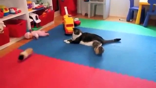 Кот и Морские свинки