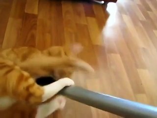 Кот и пылесос