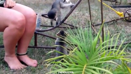 Очаровательная история о котенке и мартышке 🐾