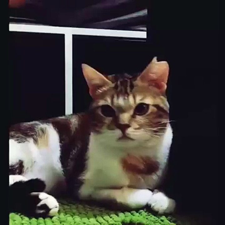 Cat Weird Expression Compilations