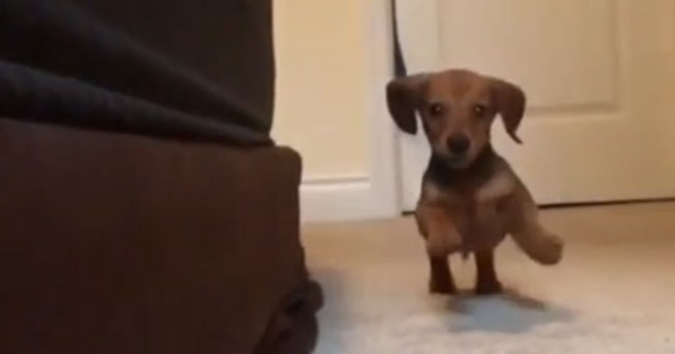 Dashing Dachshund...