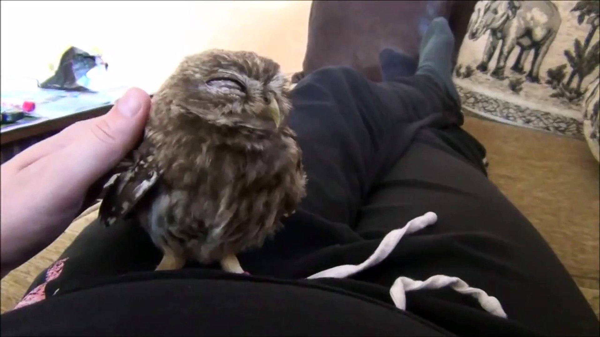 Des Chouettes Bebes Qui Dorment Quoi De Plus Charmant Video Dailymotion