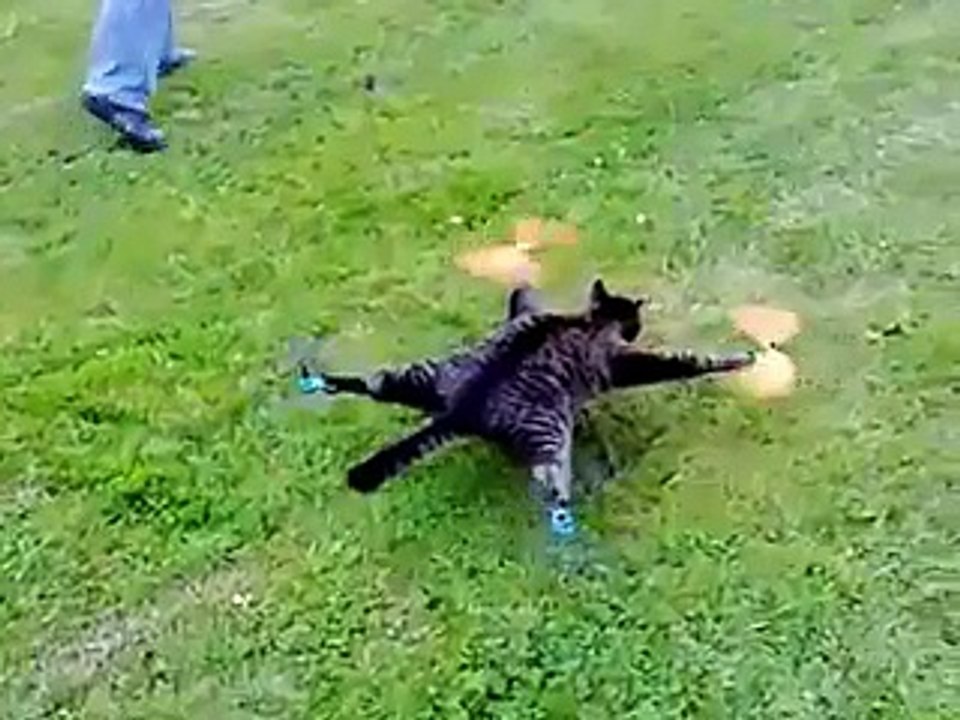 Nouveau : le chat drone !