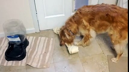 Mon chien est un peu crétin sur les bords...