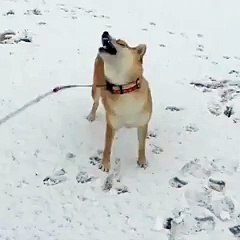 quand mon chien a découvert la neige !