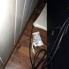 Quand ton chat est un peu electricien...