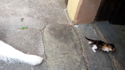 Un gros chien est effrayé par un tout petit chaton !
