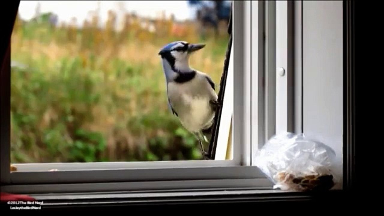 Blue Jay Fun Cam 3