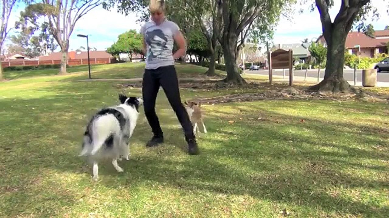 Des chiens rudmement bien éduqués !