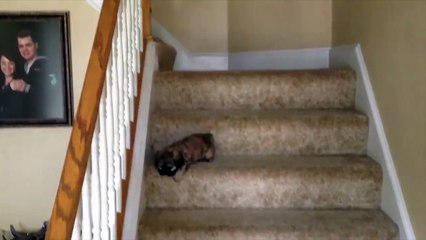 Shih Tzu descend les marches pour la première fois