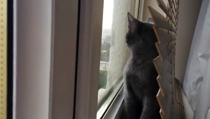 Un chaton découvre la neige pour la première fois