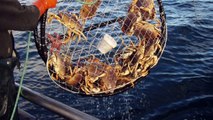 Toxic Algae Bloom Likely To Delay California’s Commercial Dungeness Crab Season