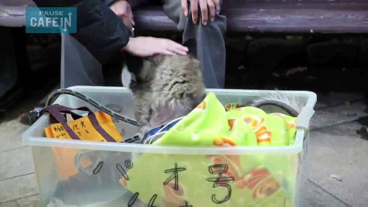Il montre l'exemple quand il promène son vieux chien handicapé