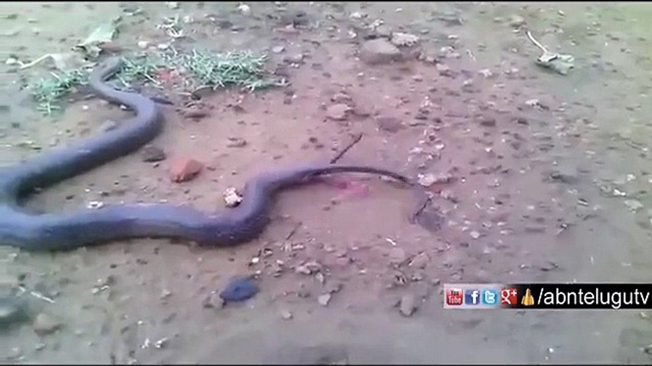 SNAKE GIVES BIRTH TO 30 SNAKES AT A TIME