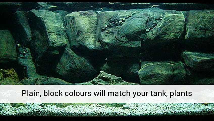Aquarium Plants Aquarium Tank Live Aquarium