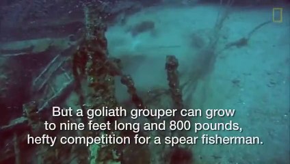 Des mérous trollent un chasseur sous-marin