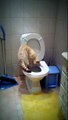 Cat flushing toilet