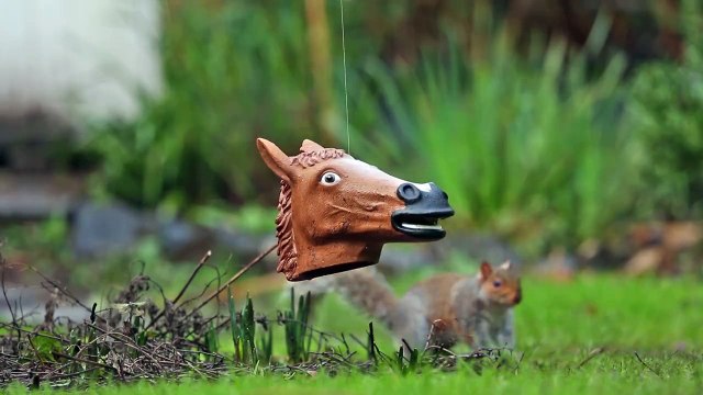 This squirrel looks so ridiculous in this Horse head