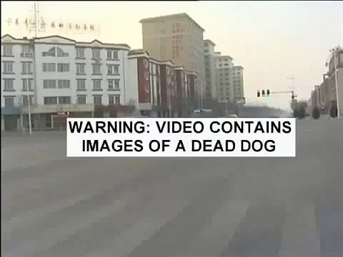 Bir Köpeğin Duygulandıran Sadakati - Komik videolar - Funny videos