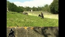İnsan gibi yürüyen goril - Komik videolar - Funny videos