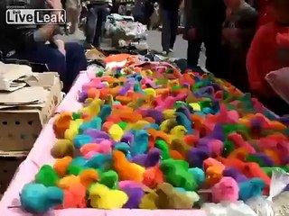 Para İçin Boyanan Kuşlar - Komik videolar - Funny videos