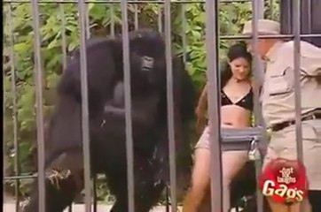 Don't mess with Crazy Gorilla