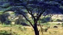 Documental de Leones en Africa Salvaje | Documentales National Geographic Español