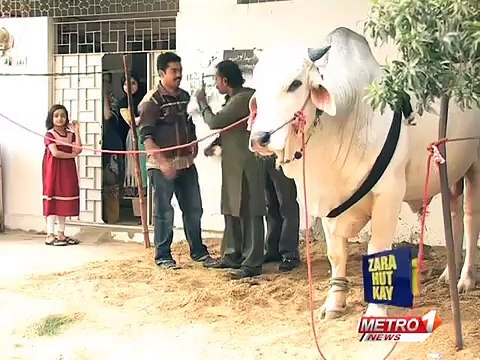 Zara Hut Kay -Cow Ke Liye Pamper- Eid Special 2014 -