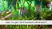Freshwater Aquarium Plants Fish Tank Aquarium Live Plant