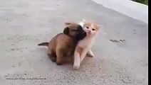 Yavru Köpek ve Yavru Kedi Kavgası