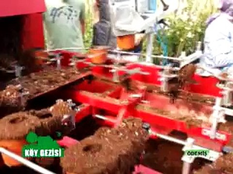 243 Odemis Süs Bitkileri