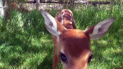 Bathing. Baby deer rescue and release