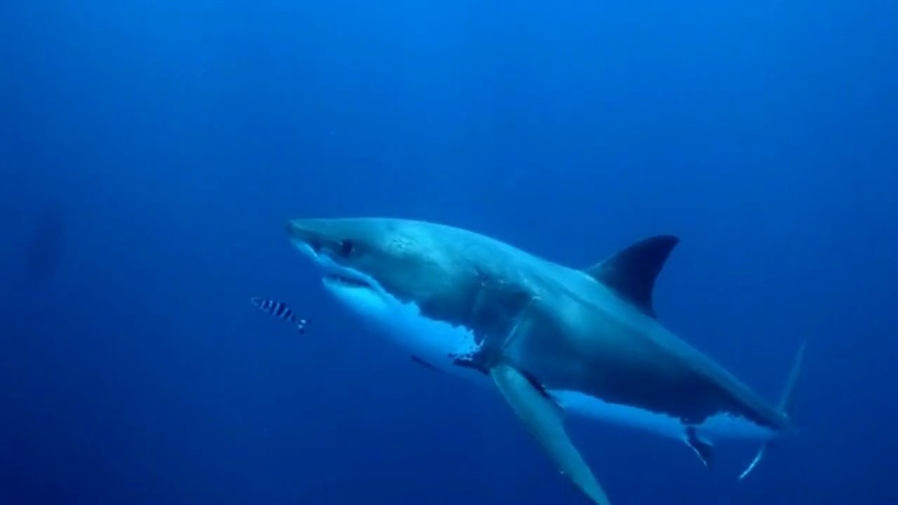 WOMAN AND SHARK
