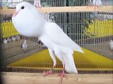 Fancy pigeons Video