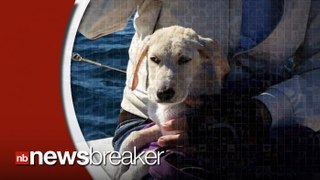 Sailors Rescue Puppy Lost at Sea off Italian Coast for Hours