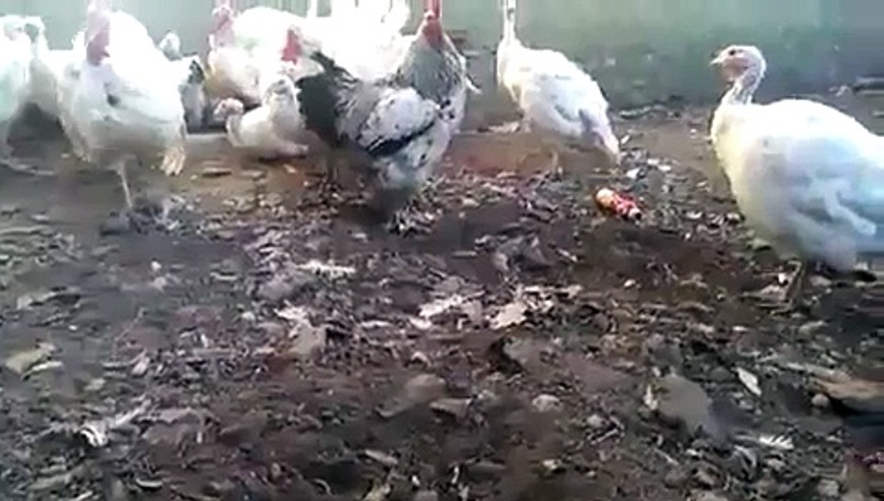 Dont Angry Me