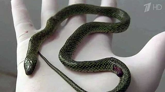 В Бразилии ядовитая змея скончалась от укуса маленького мальчика