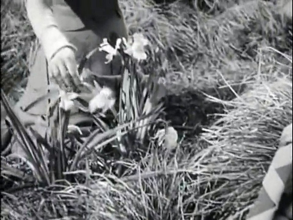 Sir Lancelot-The Queen's Knight-Public Domain Classic TV Shows