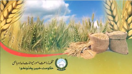 KP Wheat Seeds Distribution Advertisement