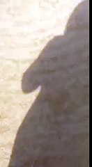 شاهد .. ماذا أحدثت الأفعى بيد أحد المواطنين !