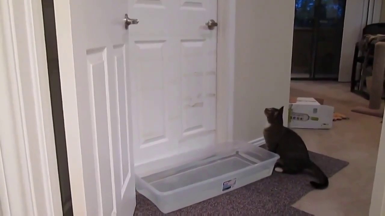 Мастер кот)))