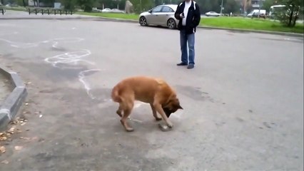 Собака с душой художника)