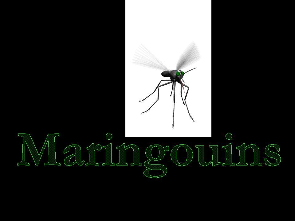 Maringouins