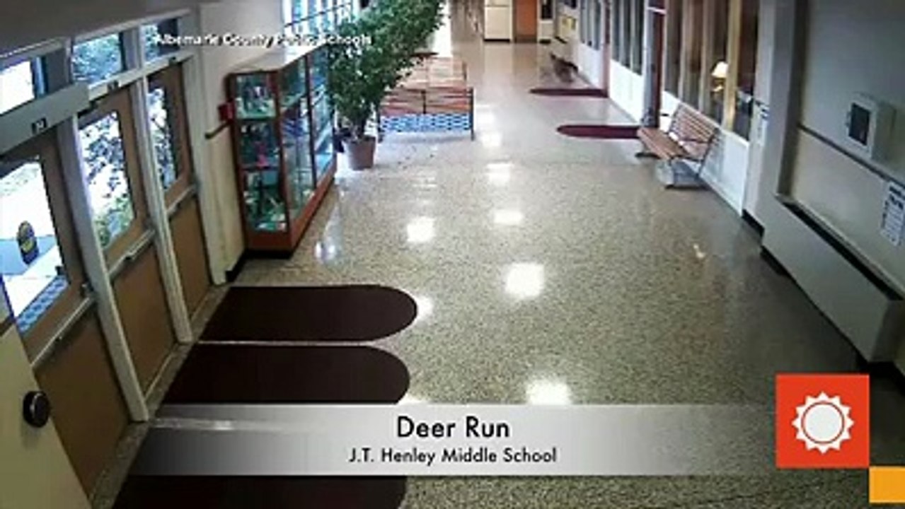 Deer Crashes Through Virginia School