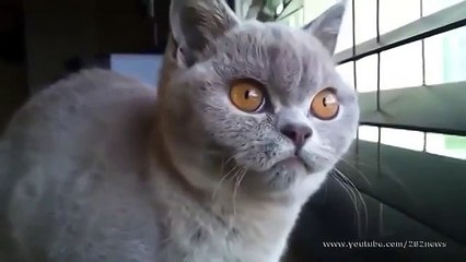 Что он делает