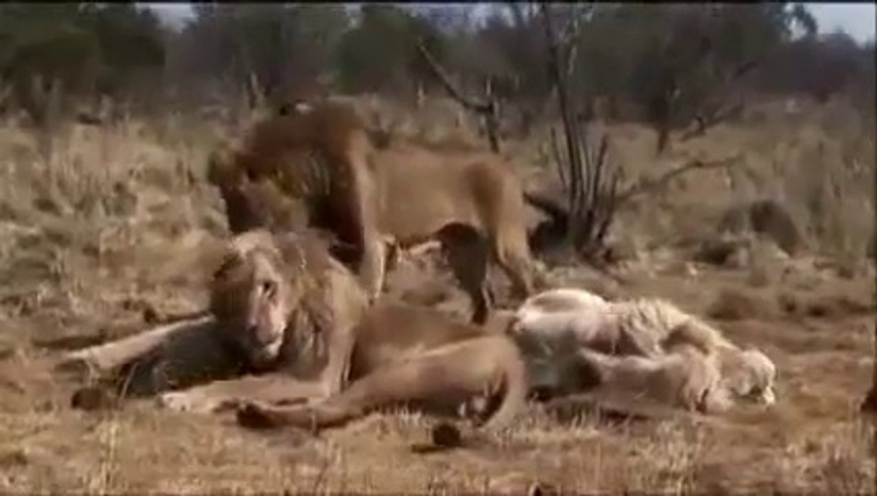 Kevin Richardson Book Part of The Pride My life amonge the big cats of Africa