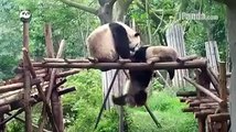 The mother panda and little pandas are playing together Cute Panda funny