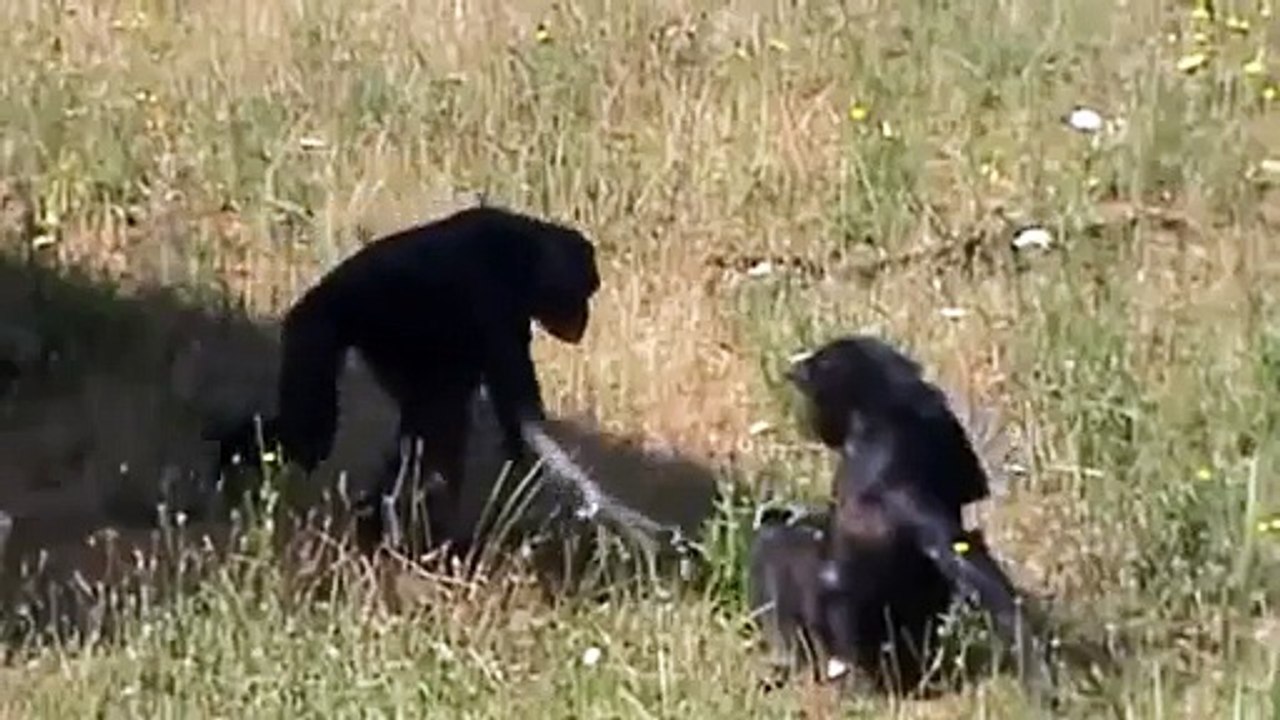 Bonobo Apes Mating Monkey Style Wild Creatures Mate